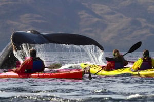 Punta Arenasista: Kajakointi valaiden kanssa