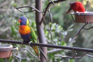 Fra Santiago: Det største fugleparken i Amerika og Isla Negra