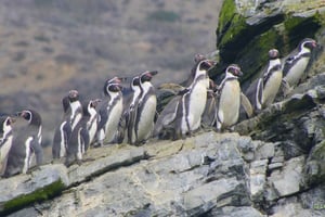 Hel dag til Isla Damas og Humbolt Pinguino National Reserve