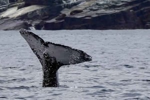 Kokopäivän valaiden katselu merensuojelualue Isla Chañaralissa