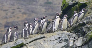 Humboldt Penguin National Reserve