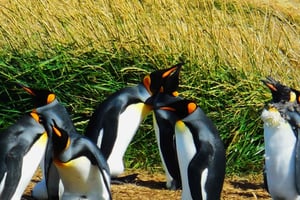 Tour del pinguino reale e della Terra del Fuoco