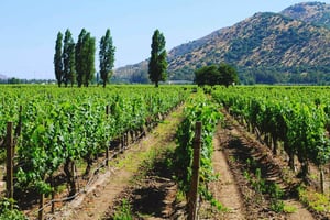 Maipo Valley: Private Wine Route Tour of Santa Rita and Alyan Vineyards + Dinner