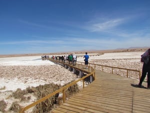 National Reserve Pampa del Tamarugal