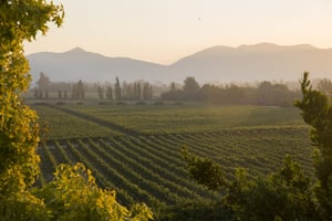 Odfjell Organic Farmed Wines