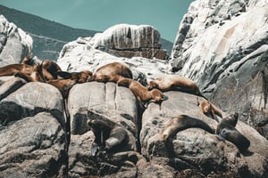 Tyynenmeren kokemus – Isla de los Lobos, venematka ja piknik