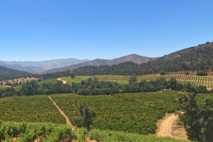 Valle del Pangue: tour privato con degustazione di vini a Viña Lopez Pangue