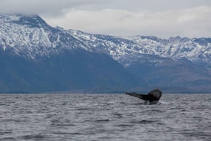 Patagonien-äventyr: Valar och glaciärer från Punta Arenas