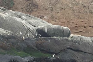 Pinguini in barca privata Cachagua Zapallar da Santiago