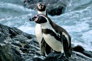 Pinguini, leoni marini, sandboard, cibo e bevande cilene