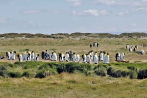 Частный тур в заповедник Королевских пингвинов из Ушуайи