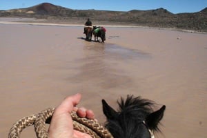 Pucón: Ratsastus Quetrupillán-tulivuoren ympäri.