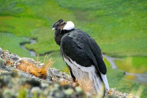 Puerto Natales: Caminata de Medio Día al Cerro Benítez con Cóndores