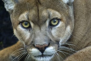 Puerto Natales: Puma Tracking Photo Safari