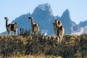 Puerto Natales: tour de 1 día por Torres del Paine y la cueva del Milodón
