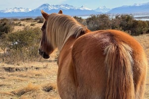 Puerto Natales: passeggiata nella natura, incontri con i cavalli