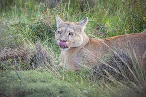 Spårning av puma (Puma Sighting) - Torres del Paine