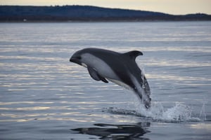 Punta Arenas: Austral Dolphin & Wildlife Watching båttur