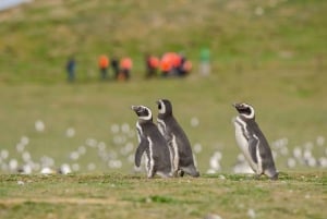 Punta Arenas: Caminata con Pingüinos en Isla Magdalena y Marta