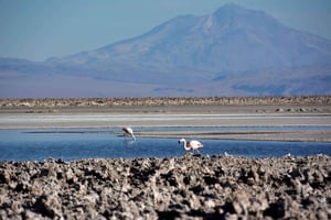 Salar de Atacama and altiplanic lagoons