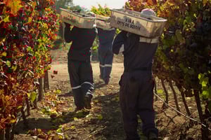 Santiago: Casa del Bosque Winery with Tasting and Lunch