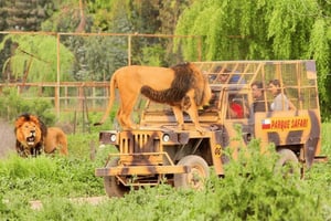 Santiago: Safari Rancagua Tour