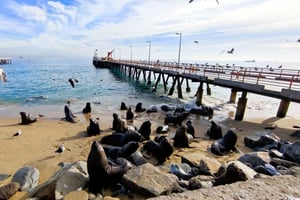 Santiago: Valparaíso-vandring og vinprovning i Casablanca