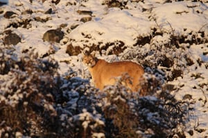 Fotosafari i Torres Del Paine
