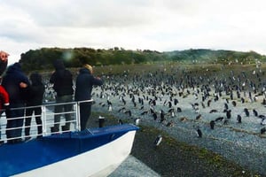 Ushuaia: Navigazione nel Canale di Beagle verso la Colonia dei Pinguini