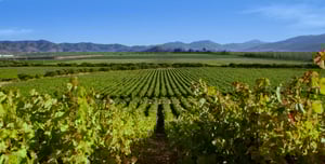 Ventisquero Vineyard