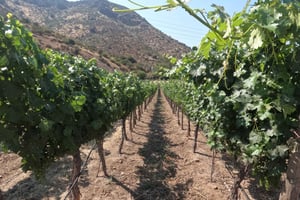 Viña Besoain: Private Tour with Premium Wine Tasting