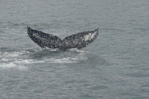 Whales, Penguins & Glaciers Navigation From Punta Arenas