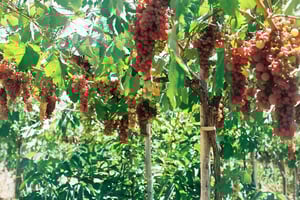 Vinturisme i Alto Valle de Elqui