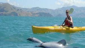 Akaroa Geführte Kajak-Safari