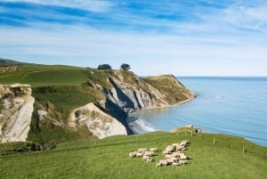 クライストチャーチ発：羊農場体験（ランチ＆ワイナリー訪問）をお楽しみください