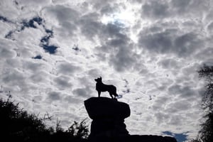 Christchurch: nach Queenstown über Mt Cook 1-Weg-Tour