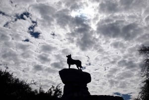 Крайстчерч: в Квинстаун через гору Кук, тур в одну сторону