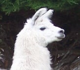 Kaikoura Llama Trekking  Kaikoura