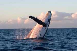 Порт Литтелтон: однодневная экскурсия 3 варианта для пассажиров круизных лайнеров