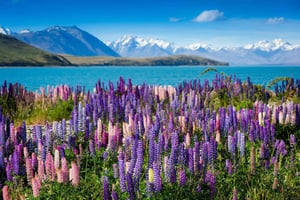 Mount Cook dagtocht: Mount Cook naar Christchurch