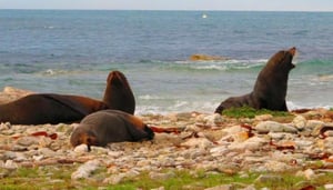 Peninsula Seal Colony Kaikoura