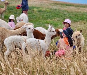 Shamarra Alpaca Farm Tours