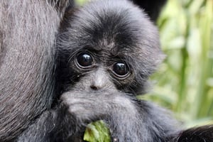 Билет на дневной вход в заповедник Willowbank Wildlife Reserve