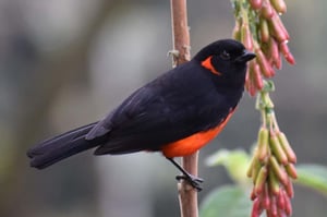 Birdwatching on Monserrate Mountain