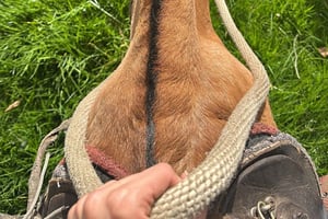 Богота: конная прогулка по горам