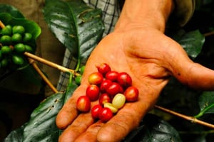Bogotá: Colombian Coffee Tour with Farm & Daily Departure