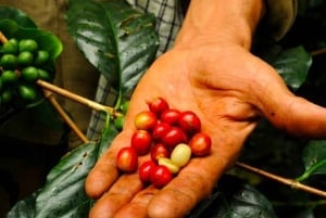 Bogotá: Colombian Coffee Tour with Farm & Daily Departure