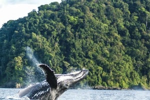 Buenaventura: Pacific Coast Whale Watching Tour