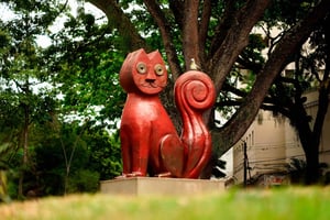 Cali: Stadsrondleiding