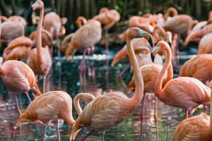 Cartagena: Baru Excursion + Aviary (ticket not included) + lunch